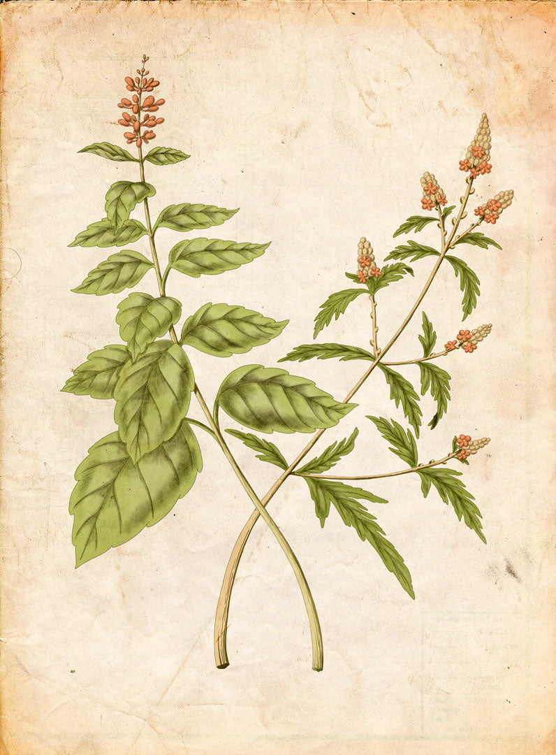 P-VERVEINE-_-BASILIC-_small_-