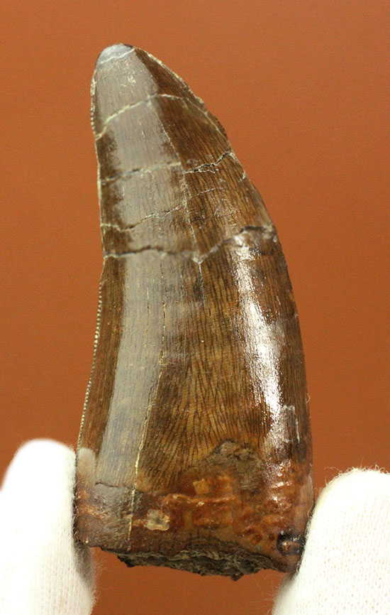 太い！周長7．7cm！ティラノサウルス・レックスの祖先とされる