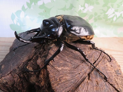 ☆新成虫☆レックスゾウカブト♂100ミリ♀67ミリペア販売！！ - 昆虫家