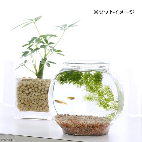 おしゃれなガラス製金魚鉢 太鼓鉢 小 メダカ飼育セット(説明書付
