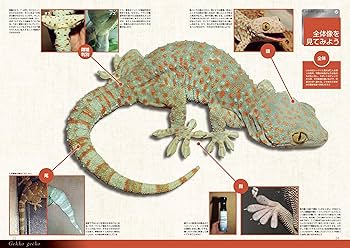 ビバリウムガイド No.111 2025年 12 月号 ミズガメのあれやこれ ☆特別