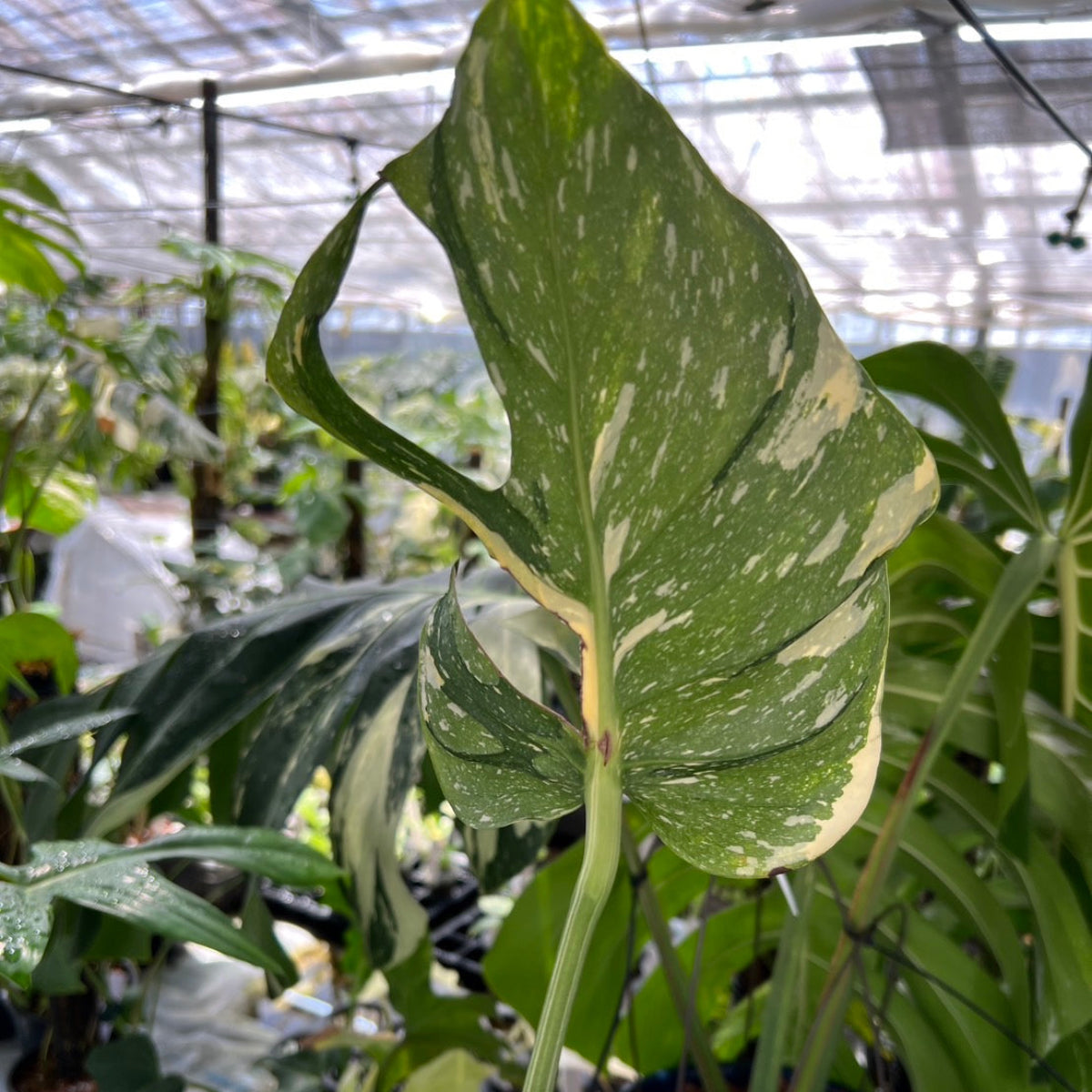 コレクション】【モンステラ デリシオーサ 'タイコンステレーション