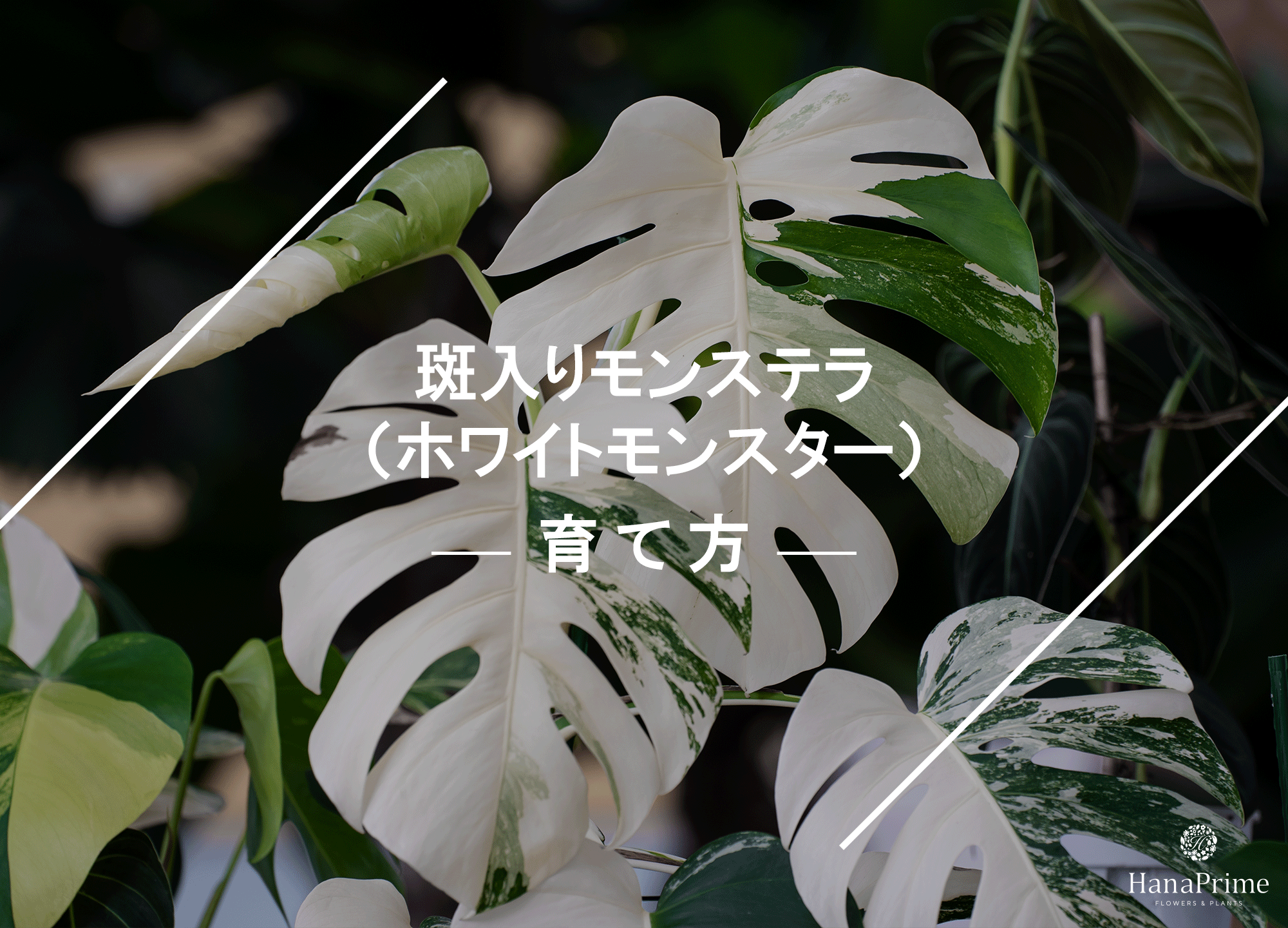斑入りモンステラ（ホワイトモンスター）の育て方｜植物図鑑