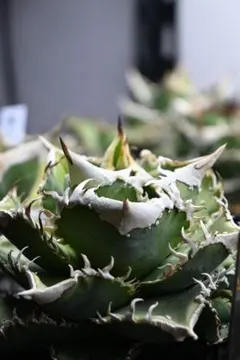 2026年最新】白豪刺の人気アイテム - メルカリ