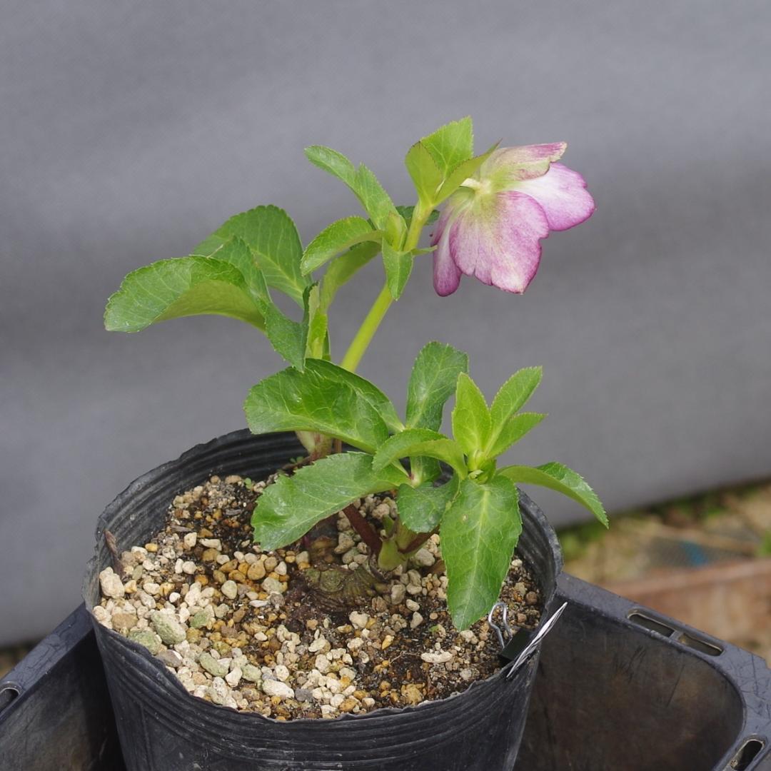 7415 sdレッドリバーシブル クリスマスローズ開花 加藤農園