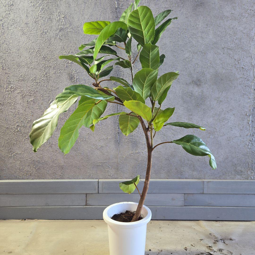 ③　フィカス　アフリカンプリンセス　曲がり仕立て８号最高等級極上品‼️　希少品種 観葉植物：フィカス アフリカンプリンス*8号セラアート鉢 受皿付