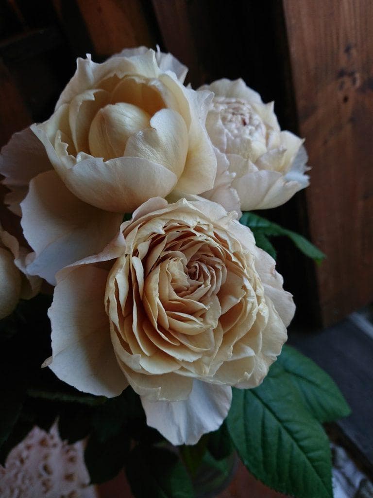 ビ*上様 バラ苗　和バラ　正規品 2_000000004758.jpg?1755156449