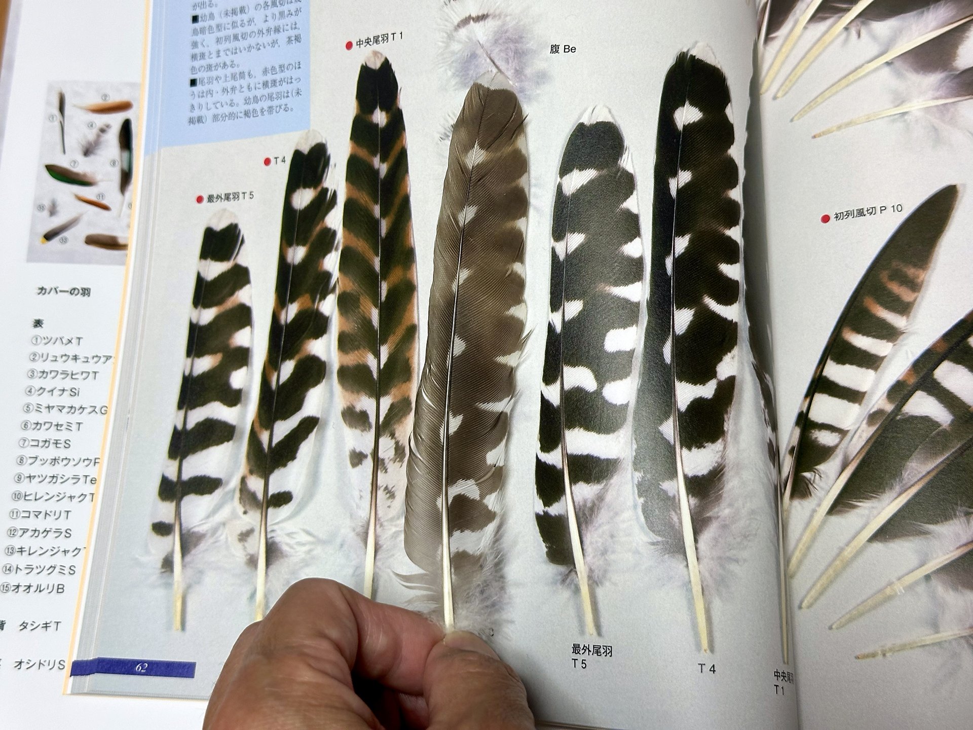 7年ぶりにリニューアルした原寸大羽図鑑｜ブンイチ（文一総合出版）