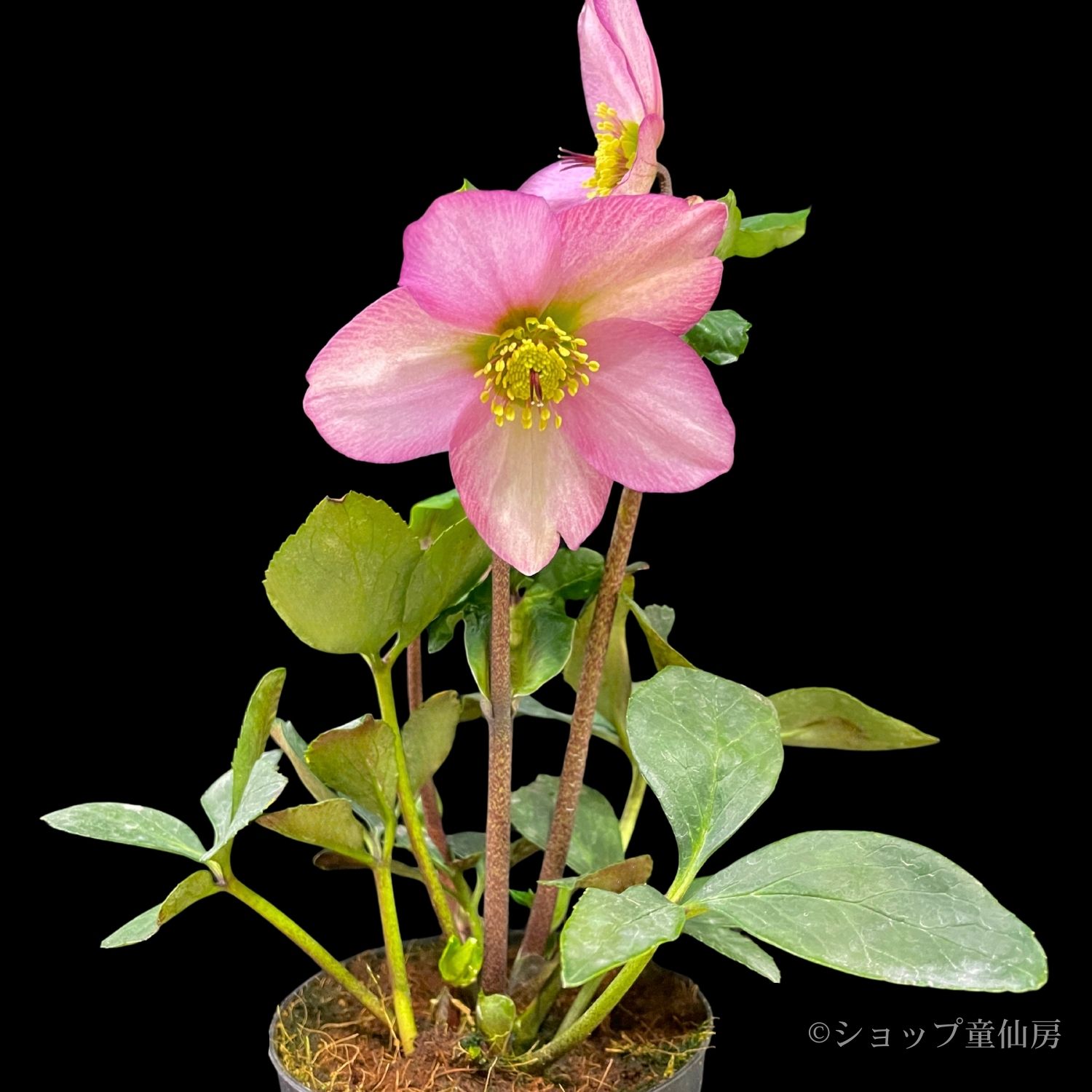 クリスマスローズ,童仙房ナーセリー＆ガーデンのクリスマスローズ,雪の