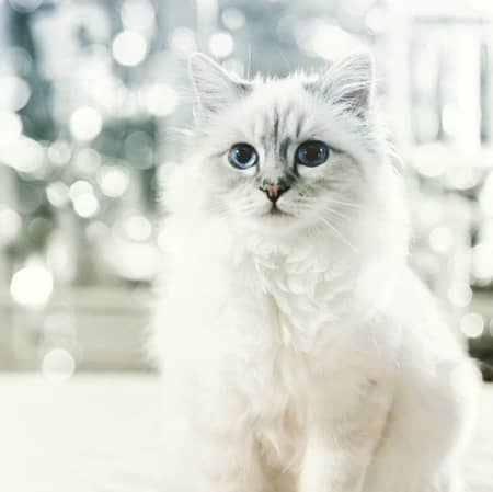 1年で3億6,000万円稼ぐ「世界一セレブなネコ」、シュペットとは